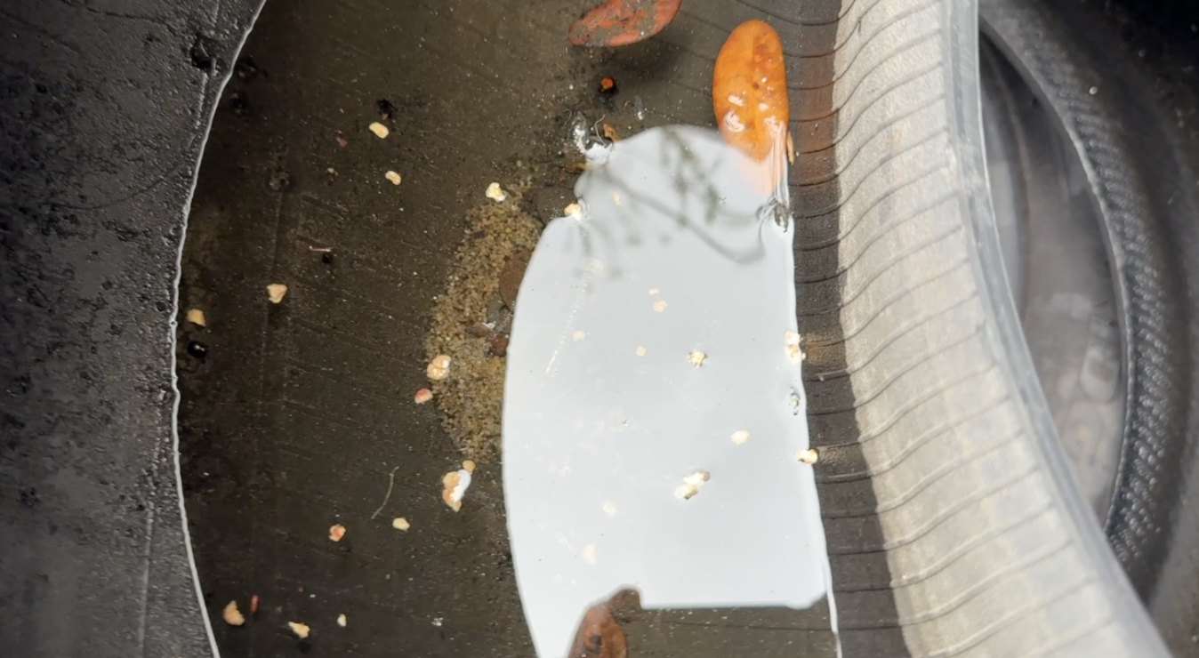 Dengue response: What Tampa Bay 28 found at a West Tampa tire shop — WFTS ABC Action News Tampa, Larimore Real Estate news